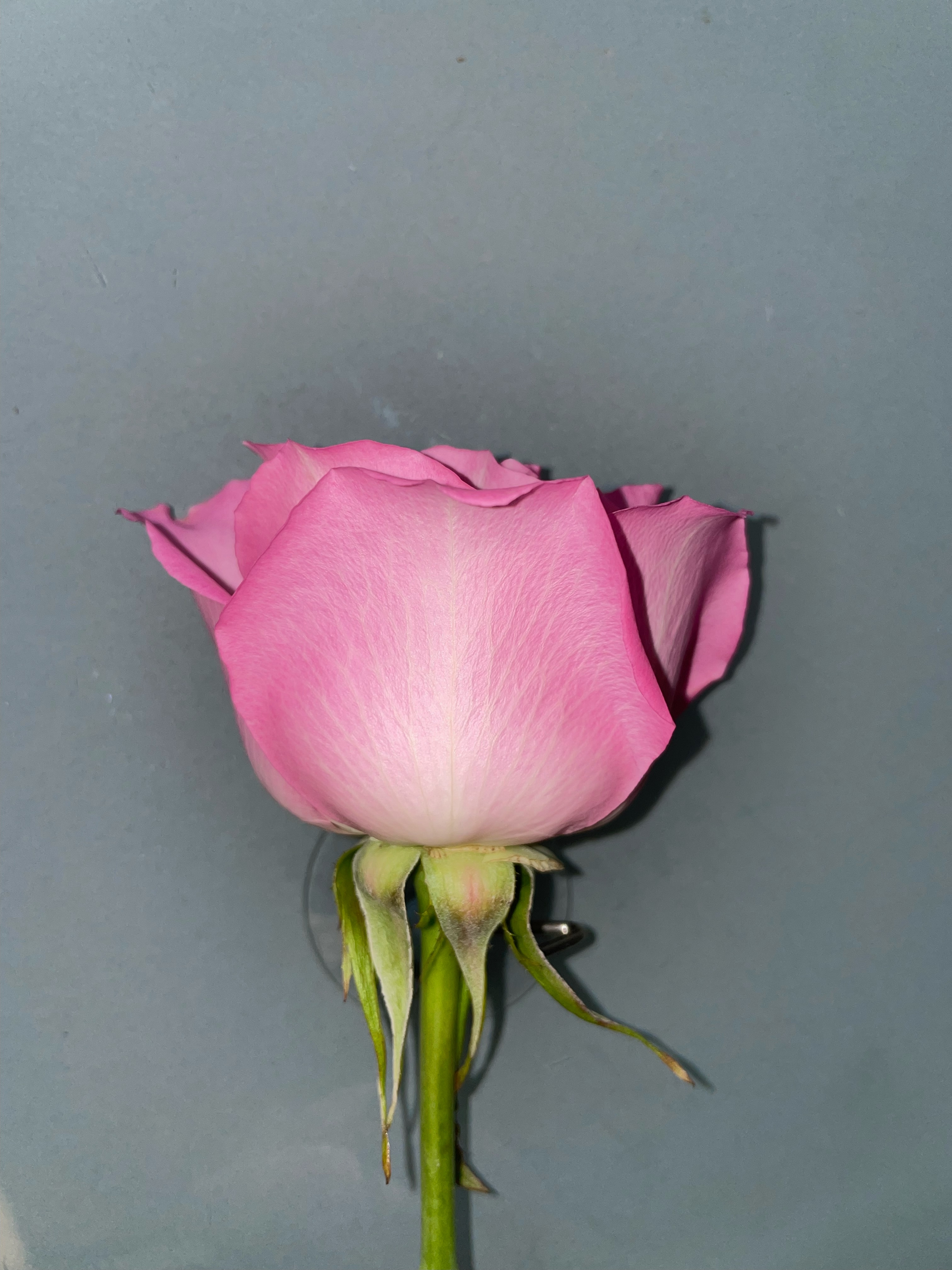 Medium Pink Rose